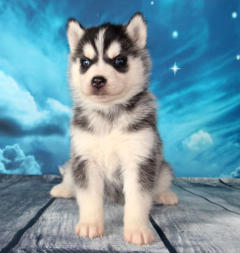 Siberian Husky Nordic Fire