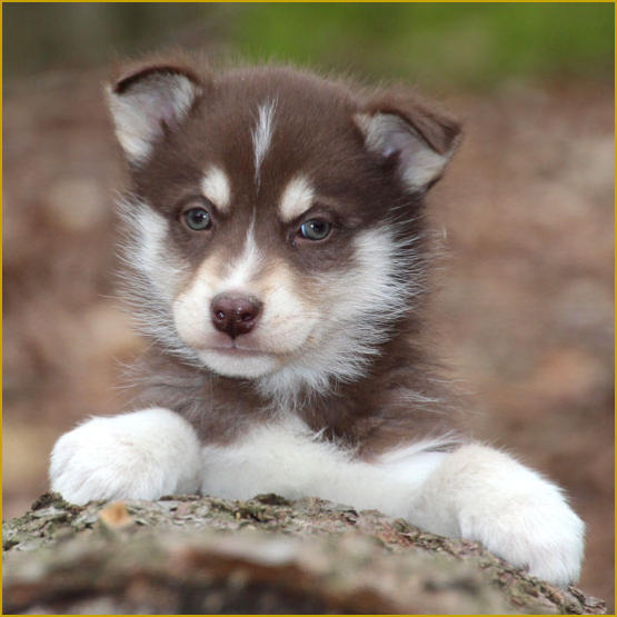 Siberian Husky Nordic Fire