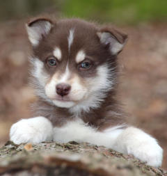 Siberian Husky Nordic Fire