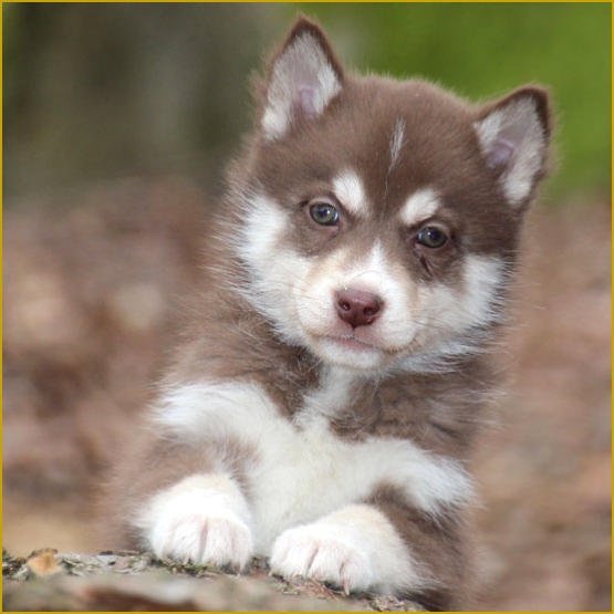 Siberian Husky Nordic Fire