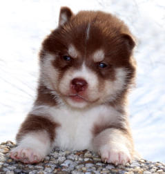 Siberian Husky Nordic Fire