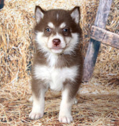 Siberian Husky Nordic Fire