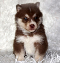 Siberian Husky Nordic Fire