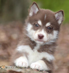 Siberian Husky Nordic Fire