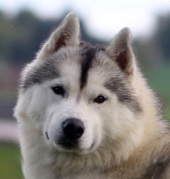 Siberian Husky Nordic Fire