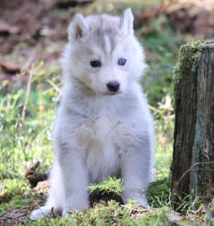 Siberian Husky Nordic Fire