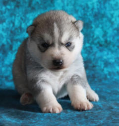 Siberian Husky Nordic Fire