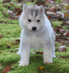 Siberian Husky Nordic Fire