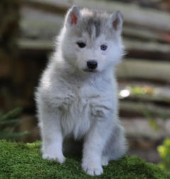 Siberian Husky Nordic Fire