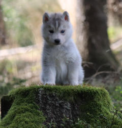 Siberian Husky Nordic Fire