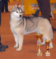 Siberian Husky Nordic Fire