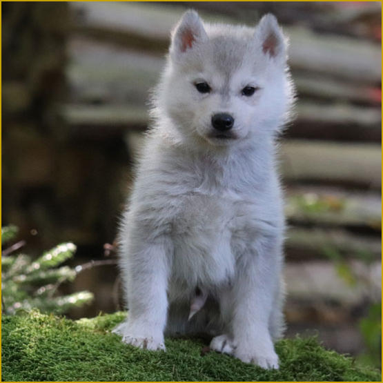 Siberian Husky Nordic Fire