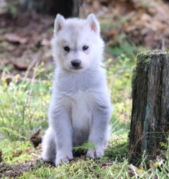 Siberian Husky Nordic Fire