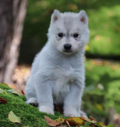 Siberian Husky Nordic Fire