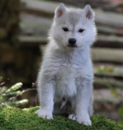 Siberian Husky Nordic Fire