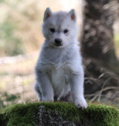 Siberian Husky Nordic Fire