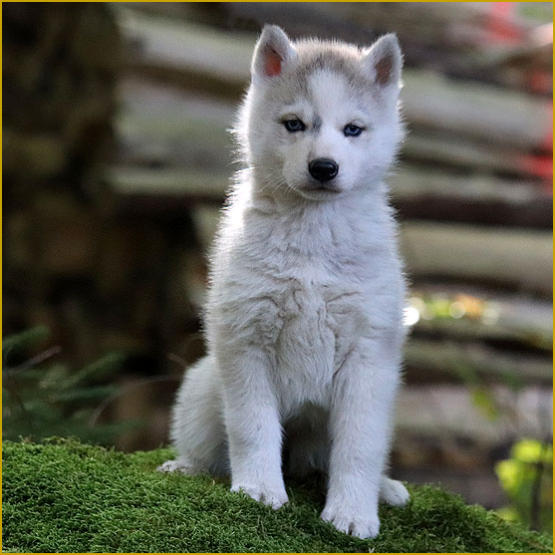 Siberian Husky Nordic Fire