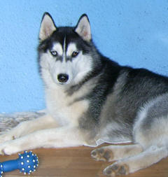 Siberian Husky Nordic Fire