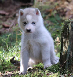 Siberian Husky Nordic Fire