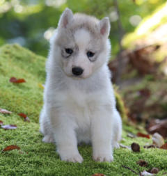 Siberian Husky Nordic Fire