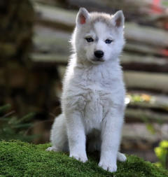 Siberian Husky Nordic Fire