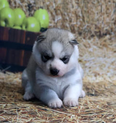 Siberian Husky Nordic Fire