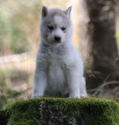 Siberian Husky Nordic Fire