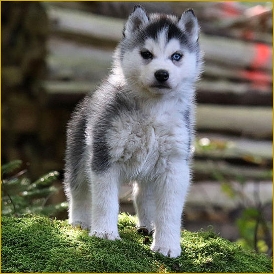 Siberian Husky Nordic Fire