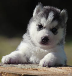 Siberian Husky Nordic Fire