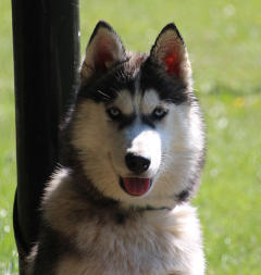 Siberian Husky Nordic Fire