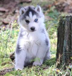 Siberian Husky Nordic Fire