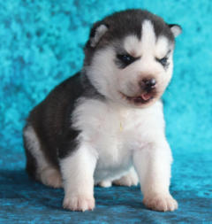 Siberian Husky Nordic Fire