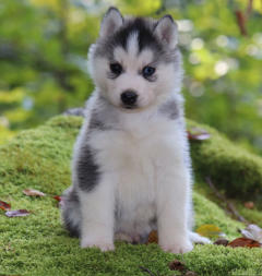 Siberian Husky Nordic Fire