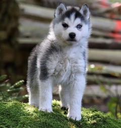 Siberian Husky Nordic Fire