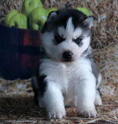 Siberian Husky Nordic Fire