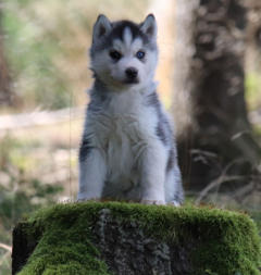 Siberian Husky Nordic Fire