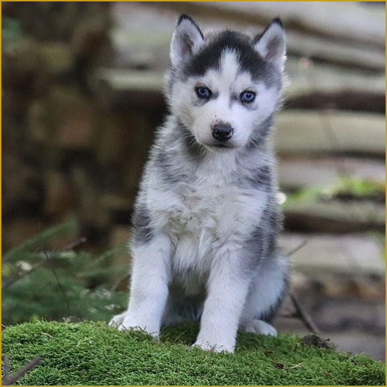 Siberian Husky Nordic Fire