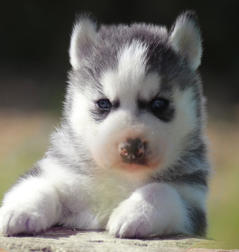 Siberian Husky Nordic Fire