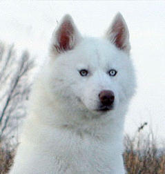 Siberian Husky Nordic Fire