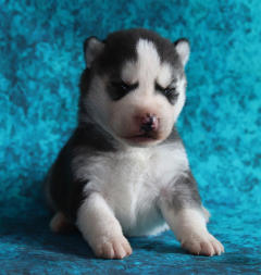 Siberian Husky Nordic Fire