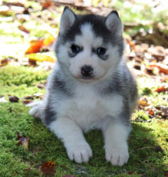 Siberian Husky Nordic Fire