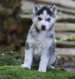 Siberian Husky Nordic Fire