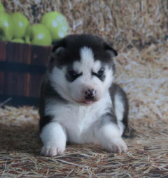 Siberian Husky Nordic Fire