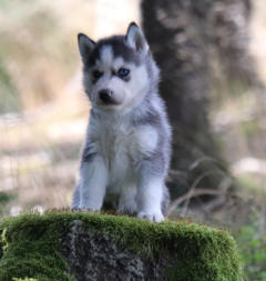 Siberian Husky Nordic Fire