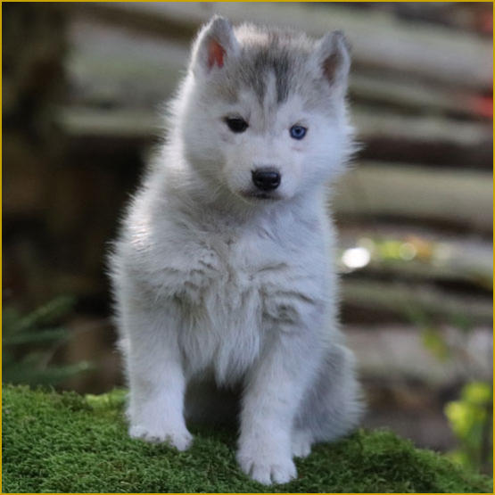 Siberian Husky Nordic Fire