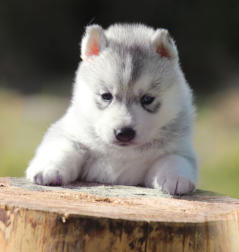 Siberian Husky Nordic Fire