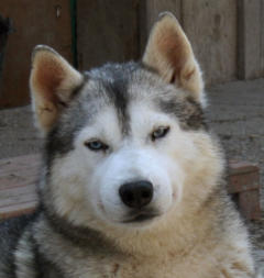 Siberian Husky Nordic Fire