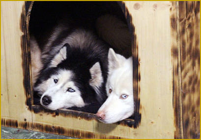 Wichtige Geburtshilfen beim Siberian Husky