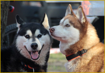 Der Deckakt beim Siberian Husky