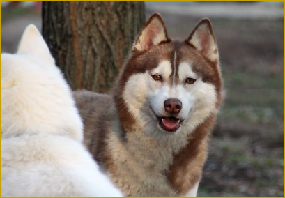 Die Läufigkeit beim Siberian Husky